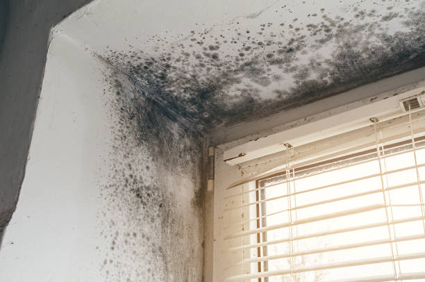 Affordable Hvac And Air Duct Mold Remediation solutions in Fort George G Meade, MD